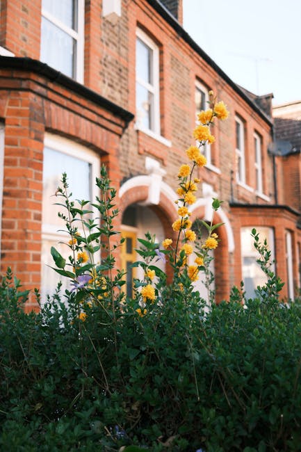 A close-up view of a garden bed in front of a red brick terraced house during daylight, featuring flowering plants with yellow blooms and green foliage. The plants appear to be well-maintained, with s